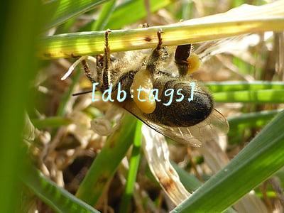 [db:tags]