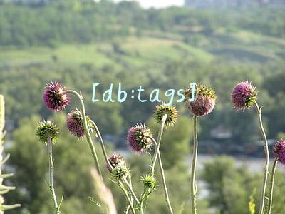 [db:tags]
