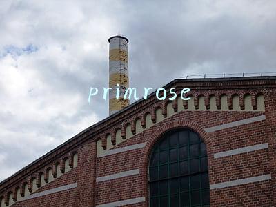 primrose