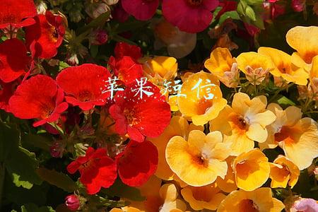 苹果短信