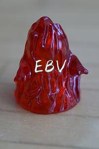 EBV