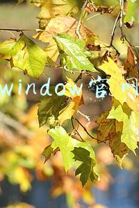 window官网