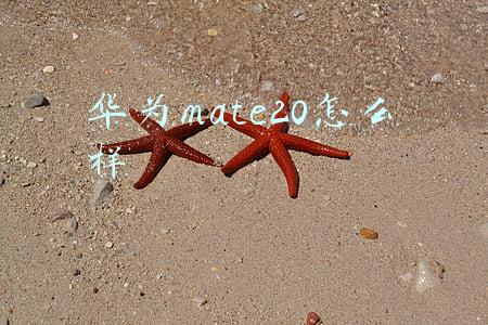 华为mate20怎么样