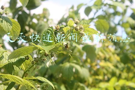 天天快递新闻最新消息