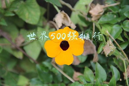 世界500强排行