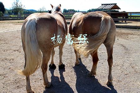 杨富强