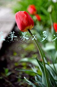 现在苹果x多少钱