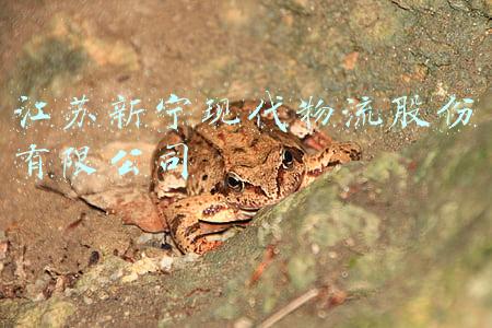江苏新宁现代物流股份有限公司