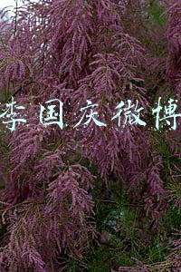 李国庆微博