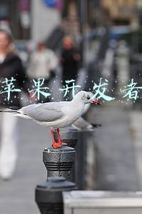 苹果开发者官方网站(苹果开发者企业账户申请-2021)