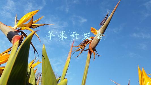 苹果开发者