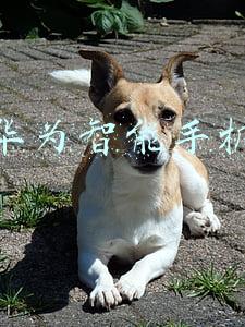 华为智能手机