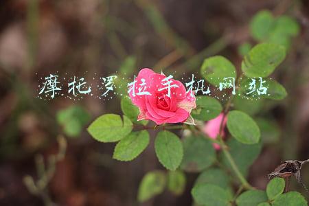 摩托罗拉手机网站