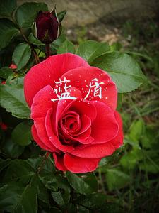 蓝盾