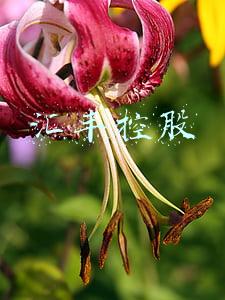 汇丰控股美股(美股异动丨汇丰盘前涨2.45% 昨日在英国和香港市场合计回购314.09万股)