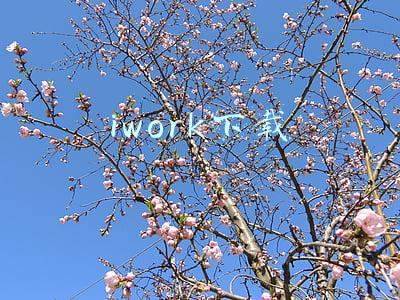 iwork下载