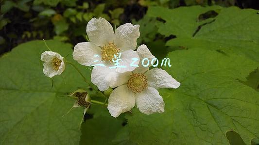 三星zoom
