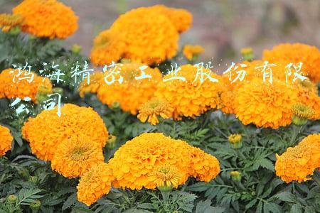 鸿海精密工业股份有限公司