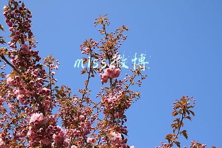 miss微博