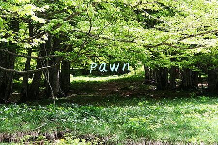 pawn