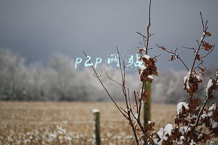 p2p网站