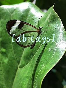 [db:tags]