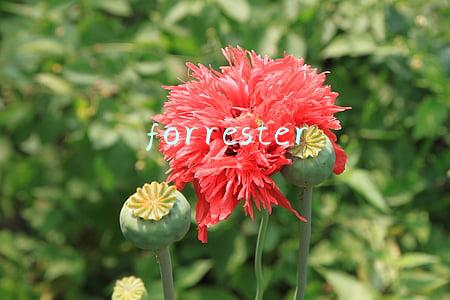forrester