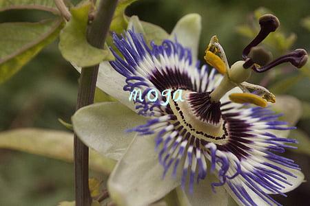 moga