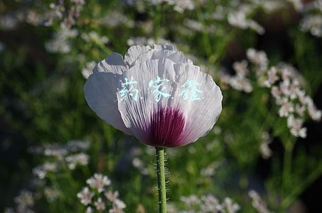 药家鑫