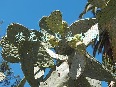 埃克森美孚公司