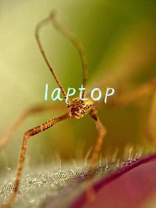 laptop
