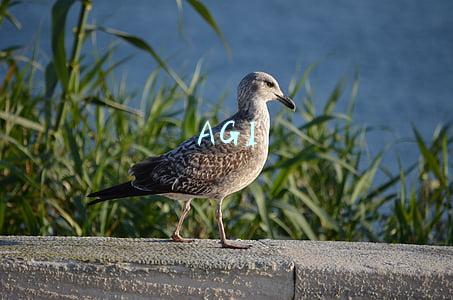 AGI