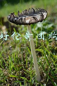 好伦哥团购