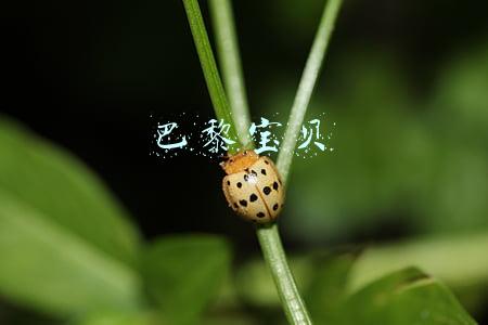 巴黎宝贝 巴黎宝贝