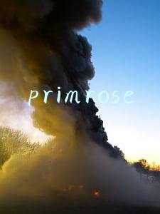 primrose