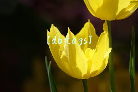 [db:tags]