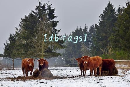 [db:tags]
