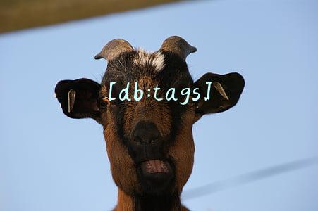 [db:tags]