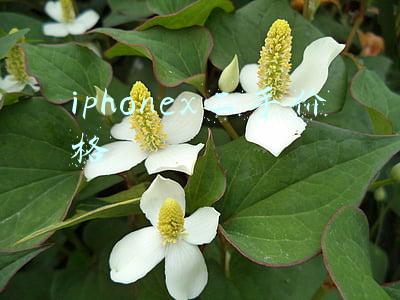 iphonex二手价格