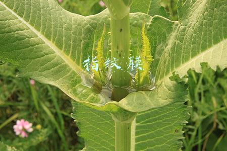指纹膜能解开手机锁屏吗(就问你怕不怕！一段胶带就能破解你手机指纹锁)