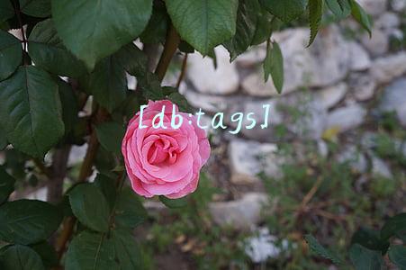 [db:tags]