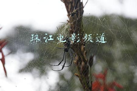 珠江电影频道