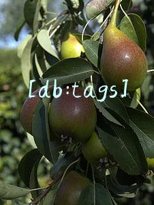 [db:tags]