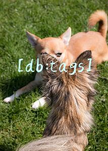 [db:tags]