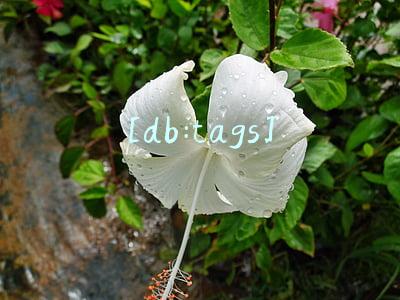 [db:tags]