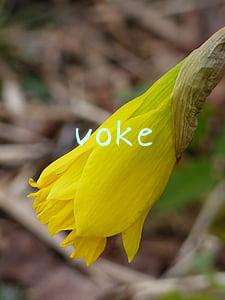 voke