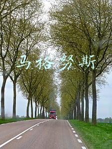 马格努斯
