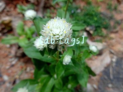[db:tags]