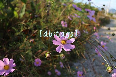 [db:tags]