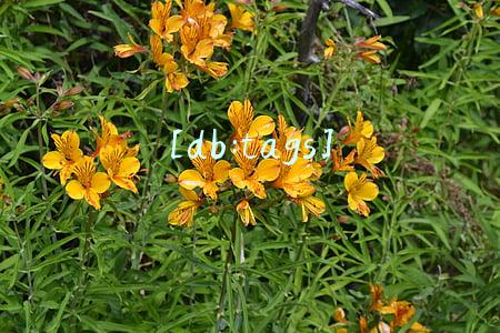 [db:tags]